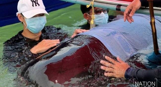 타이 수의사들과 고래 보호단체 회원들이 동근머리돌고래를 살리려는 노력을 하고 있다. 사진 출처: ‘더 네이션’
