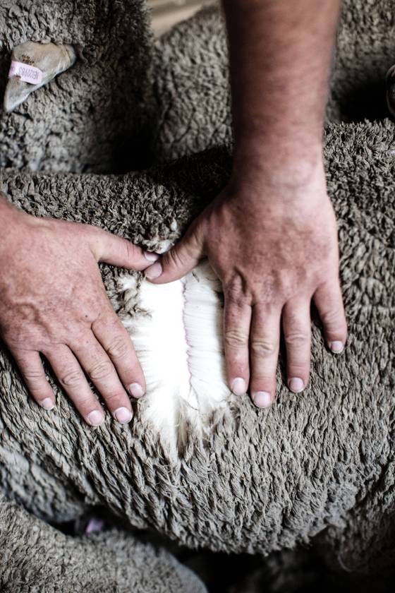 호주 메리노 양의 속털은 솜털처럼 부드럽고 하얗다. 울 원단은 이 속털을 이용해 만든다.