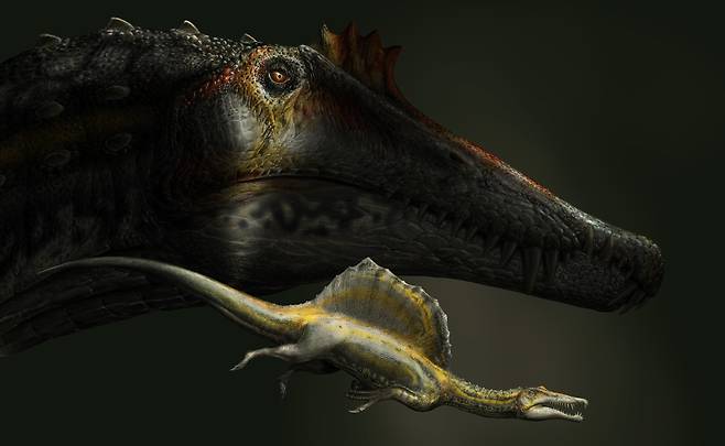 이번에 발견된 새끼와 가장 큰 성체 스피노사우루스의 크기를 비교한 복원도