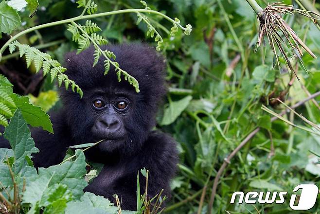 르완다에 살고 있는 새끼 마운틴 고릴라.© AFP=뉴스1
