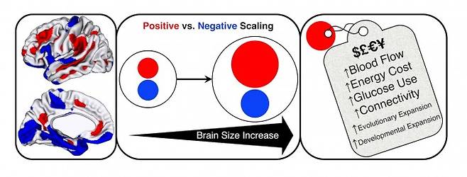 3000여 명의 뇌 MRI 데이터를 분석한 결과 뇌용량이 커질 때 뇌의 모든 부분이 비례해서 커지는 것은 아니라는 사실이 밝혀졌다. 즉 감정이나 감각, 운동을 관장하는 영역은 완만하게 커진 반면(파란색) 인지와 디폴트모드네트워크에 관여하는 신피질은 가파르게 증가했다(빨간색). 그 결과 뇌를 유지하는데 들어가는 대사 비용이 크게 늘어야 한다. -‘사이언스’ 제공