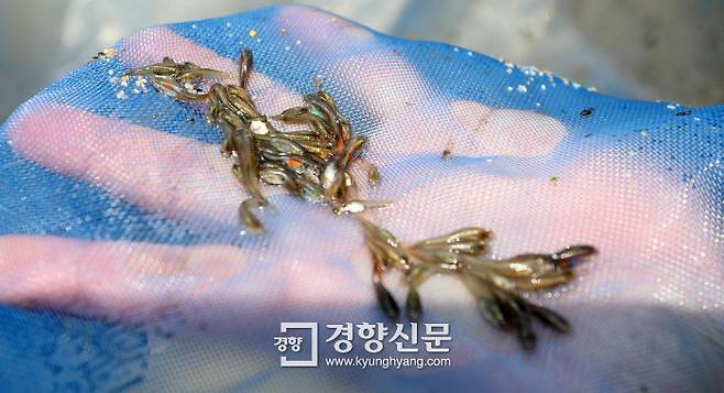 죽당천에서 족대로 건진 구피가 팔딱인다. 권도현 기자