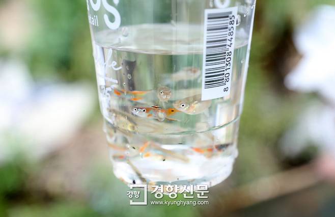 죽당천에서 잡은 구피가 커피컵에 담겨있다. 권도현 기자