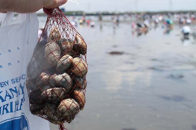 30분 정도 열심히 모래를 팠더니 이 정도 잡았다. ⓒ김경년