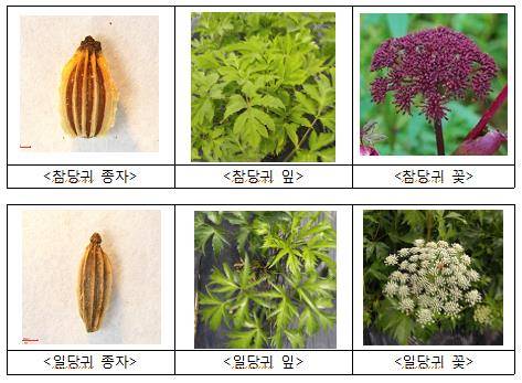 [농촌진흥청 제공]