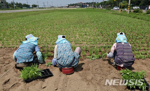 【제천=뉴시스】강신욱 기자 = 7일 충북 제천시 고암동 모산비행장 일대에서는 다년생 식물인 금계국 모종 심기가 한창이다. 이 모종은 내년 이맘때 꽃망울을 터뜨린다. 2018.06.07. ksw64@newsis.com