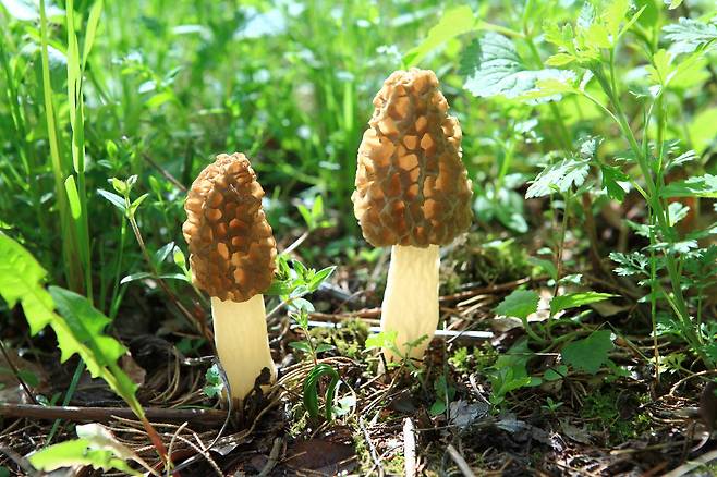 곰보버섯 [사진 국립수목원]