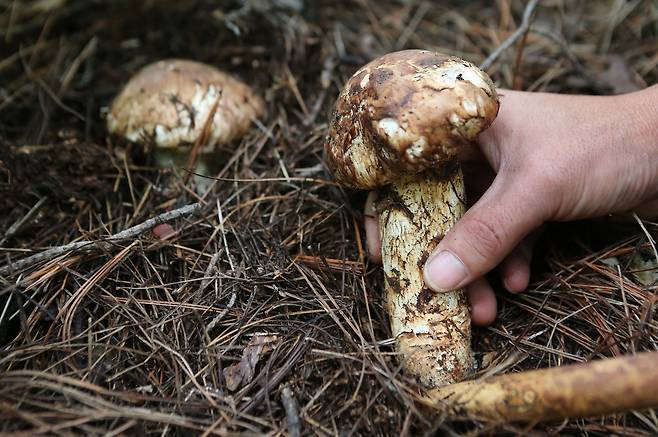 강원도 양양군 서면 송천리 인근 야산에서 마을주민이 송이를 채취하고 있다. [중앙포토]