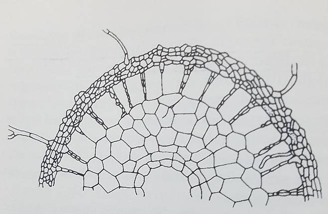 버섯과 나무 뿌리의 공생. 균사가 나무의 잔뿌리 세포 사이에 침투한 외생 균근이다. [중앙포토]