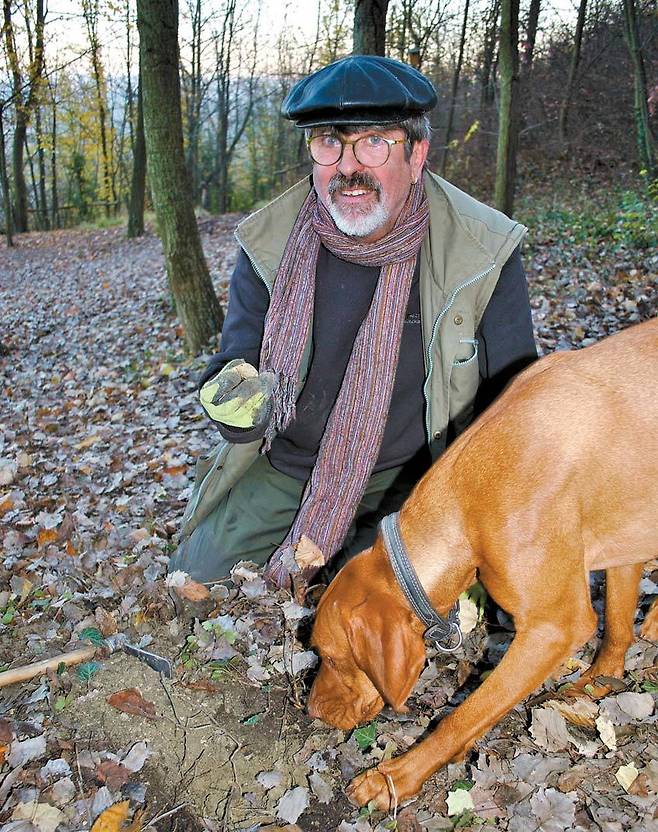 훈련된 개를 이용해 송로버섯을 채취하는 모습 [중앙포토]