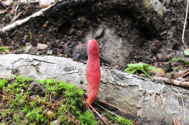 독버섯인 붉은사슴뿔버섯 [사진 국립공원관리공단]