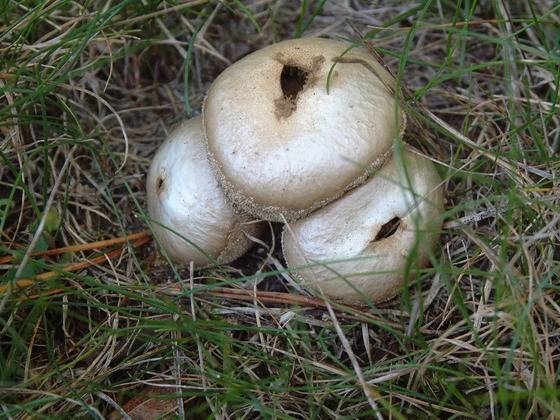 말불버섯. 둥게 부푼 자실체 안에서 포자가 만들어지고, 나중에 작은 구멍을 통해 연기처럼 포자가 빠져나간다. [중앙포토]