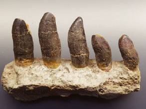 브라키오사우루스의이빨. 갈퀴처럼 이빨로 나무를 긁으면서 잎을 모아 삼켰을 것으로 추정된다. - Daderot(W)