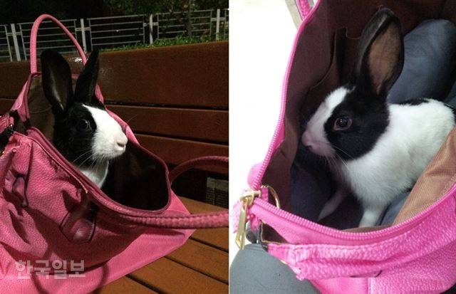 산책이 익숙하지 않은 랄라의 눈이 동그랗게 커졌다. 이순지 기자