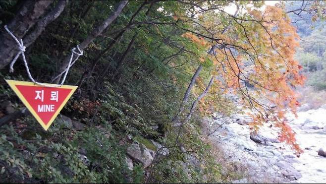 비무장지대의 지뢰 지역 <자료사진>