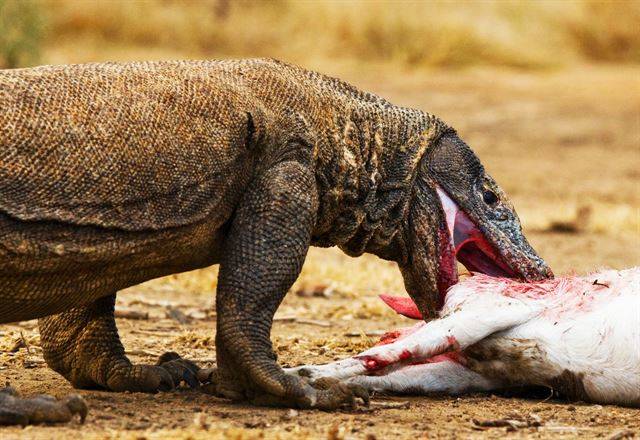 몸집이 큰 포유류도 거뜬하게 쓰러뜨린다.