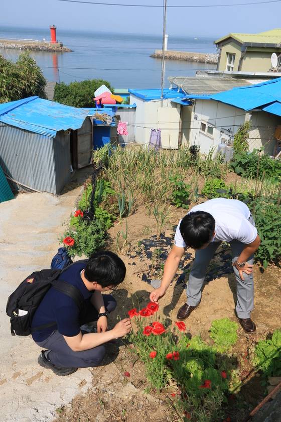 평택해경 소속 수사관들이 길가에 핀 양귀비꽃을 살펴보고 있다. 양귀비꽃은 씨앗 등으로는 마약 양귀비와 관상용을 구분하기 어려워 꽃이 피는 4~7월에 주로 단속한다. [사진 평택해양경찰서]