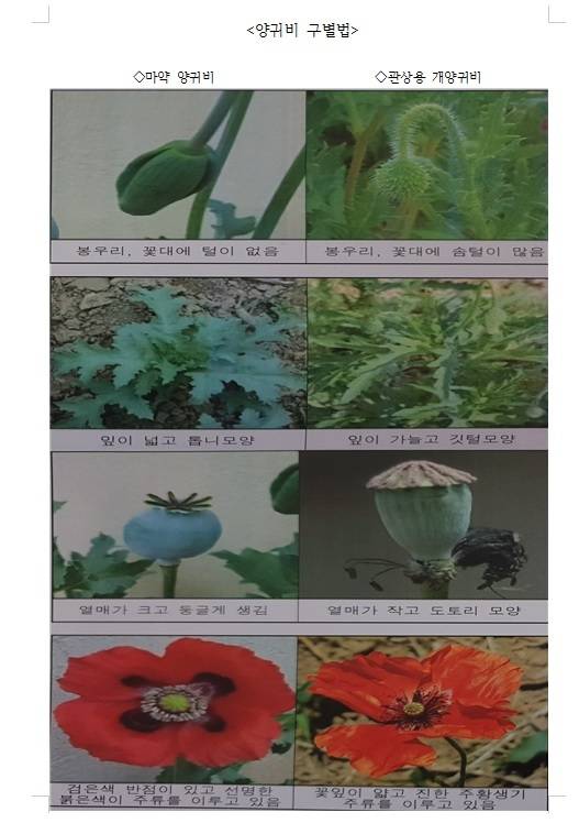 [자료 해양경찰청]