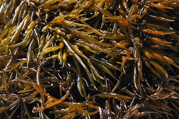 톳. 서울신문 DB