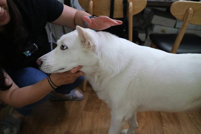 복순이의 건강 상태를 확인하는 최문희 펫시터.