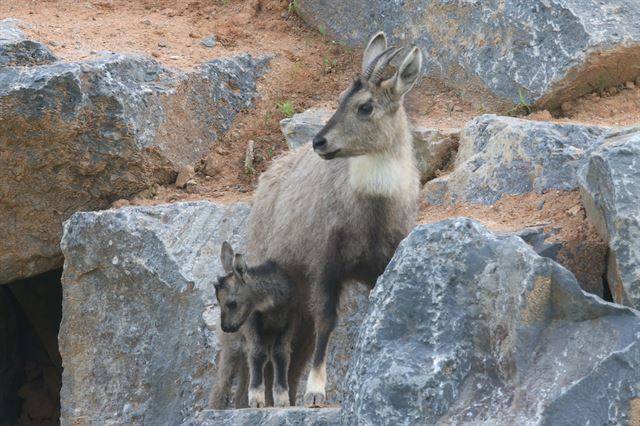 국립생태원에서 지난 5월 23일 태어난 수컷 산양. 어미 옆에 바싹 붙어 다닌다.