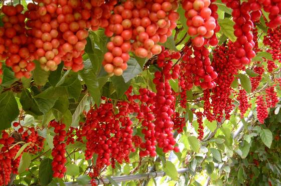 문경 오미자 축제. [중앙포토]