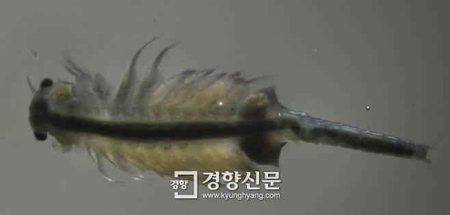 어린 갑오징어가 먹는 알테미아. 해양수산부 제공