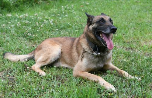 경찰 채취견 ‘나로’(마리노이즈).