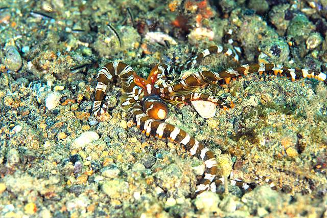 제임스 정 제공