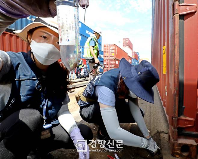 Officials of the Animal and Plant Quarantine Agency collect red imported fire ants (RIFA) while conducting a close inspection of the container yard at Incheon Port on the afternoon of June 8. Incheon | Kim Gi-Nam