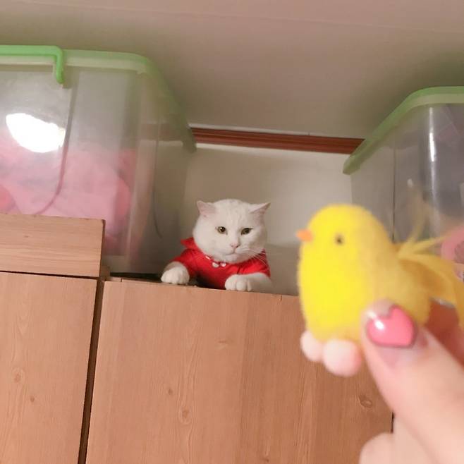 ‘캐츠패치’의 주인공 ‘설이’가 인형을 보고 있다. 설이는 최근 입양을 갔다. 염지연씨 제공