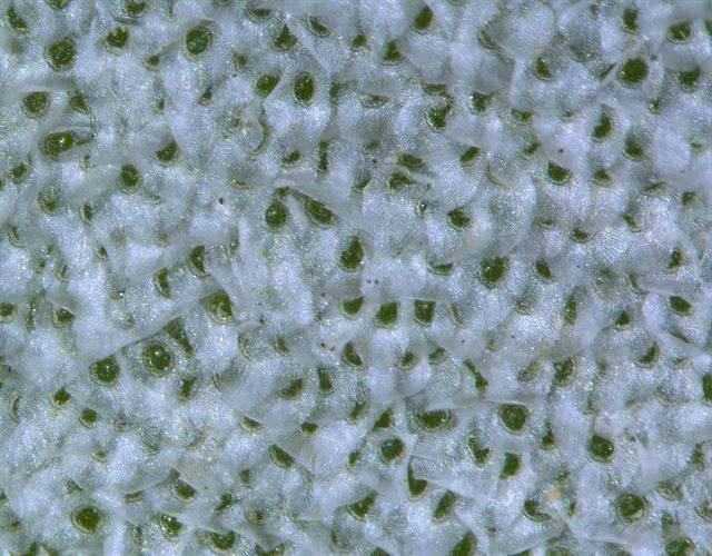 현미경으로 800배 확대한 틸란시아 크세로그라피카이의 트리콤.