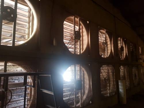 닭 케이지에서 풀가동중인 대형선풍기 (양산=연합뉴스) 양산지역 산란계 대량 사육농가에서 폭염 속에 닭들이 폐사하지 않도록 대형선풍기를 풀가동하는 등 안간힘을 쏟고 있다. 2018.7.20 [류동길 씨 제공]