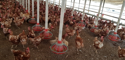 친환경 닭 농장 (양산=연합뉴스) 양산의 친환경 닭 농장인 '웰팜'에서 닭들이 더위에도 비교적 여유 있게 지내고 있다. 2018.7.20