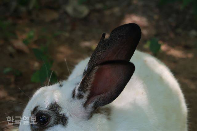 토끼의 오른쪽 귀에 상처가 있다. 이순지 기자