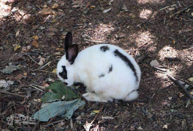 공원에서 마른 풀을 먹고 있는 토끼. 풀에는 살충제가 묻어 있는 경우도 있어 토끼에게 위험할 수 있다. 이순지 기자