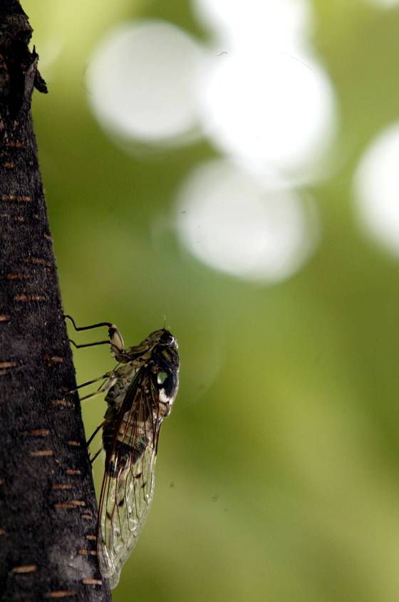 고목나무 붙은 매미 [중앙포토]