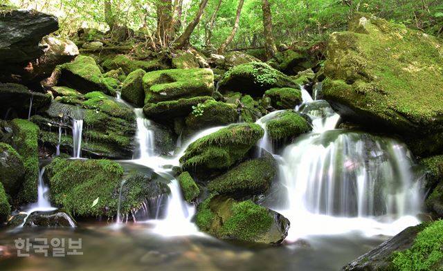 평창 진부면 가리왕산 북측 자락 장전계곡 최상류의 이끼폭포에 초록 물줄기가 흐르고 있다. 물은 눈으로 보는 것보다 더 차갑다. 평창=최흥수기자