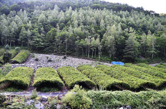 계곡 주변 오미자 농장과 자작나무 숲이 어우러진 모습.