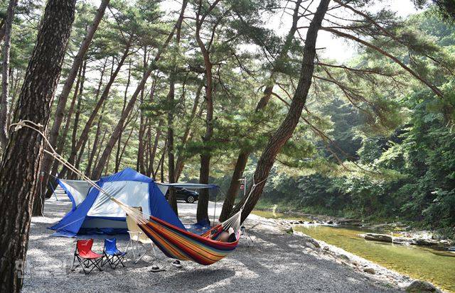 법흥계곡은 캠핑장 천국이다. 피서객이 솔 그늘 짙은 한 캠핑장에서 한가로이 쉬고 있다.