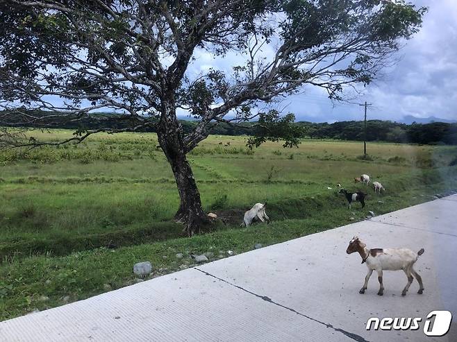 이와힉 교도소 내 펼쳐진 초원의 모습. 이 곳에서 아기염소들이 한가롭게 풀을 뜯고 있다. © News1 문대현 기자