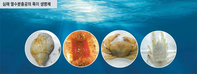 한국해양과학기술원 연구진이 인도양에서 새로운 ‘심해 열수분출공’을 발견해 그 주변에 서식 중인 열수 생물을 채집했다. 소라, 게, 새우 등 다양한 특이 생물을 확인할 수 있다. 해양과학기술원 제공