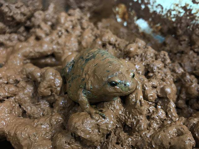 멸종위기 야생생물 Ⅱ급으로 지정되어 보호되고 있는 맹꽁이. 국립생태원 제공