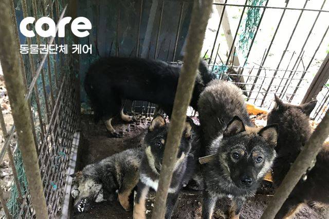 하남시 불법 알박기 개 농장에서 발견된 수개월간 방치된 개들. 케어 제공