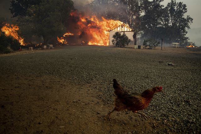 미 캘리포니아에서 산불이 폭염과 강풍을 타고 계속 확산되고 있는 가운데 31일(현지시간)  레이크포트에서 닭 한마리가  '리버 파이어'라 불리는 산불로 불타고 있는 건물을 피해 달려가고 있다. AP 연합뉴스