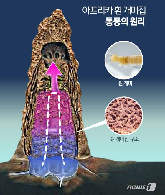아프리카 흰개미 집 통풍 원리.© News1 김일환 디자이너