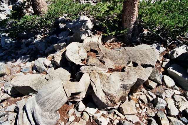 단일 개체로서 지구에서 가장 오래 산 것으로 추정되는 미국 네바다주의 브리슬콘 소나무 '프로메테우스'가 1964년 8월6일 한 과학자에 의해 잘려나갔다. 사진은 남은 밑동.