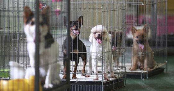 유기동물보호소 내 반려견