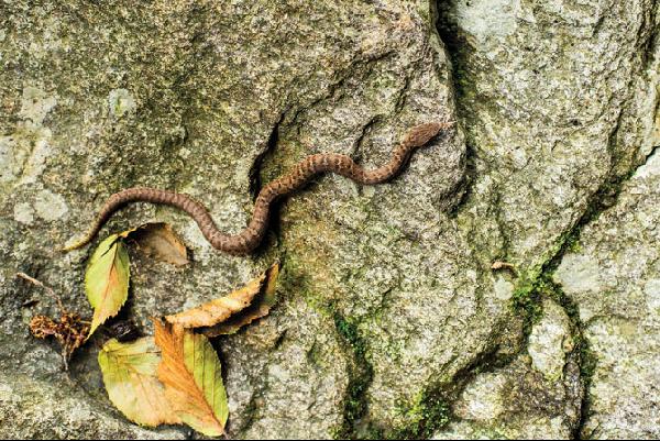[월간산]비가 갠 후 몸을 말리러 나온 뱀 한 마리를 만났다.