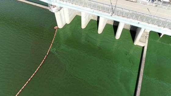 13일 경남 함안군 창녕함안보의 낙동강에 발생한 녹조. 초록색 페인트를 풀어놓은 것 같다. [사진 먹는물부산시민네트워크]
